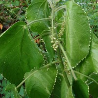 Acalypha wilkesiana Müll.Arg.